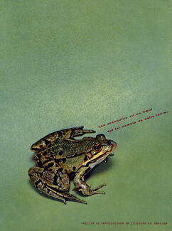 Draeger Frères (Edition) 1956 Grenouille, Frog