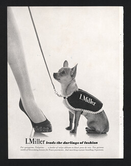 I. Miller (Shoes) 1961 Chihuahua
