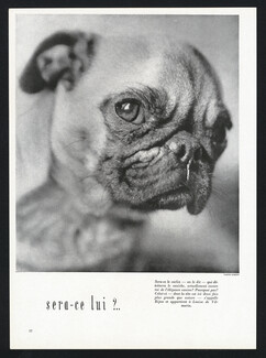 Carlin "Bijou" 1947 The pug of Louise de Vilmorin, Photo Crespy