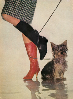 Gamba of London (Boots) 1961 Yorkshire Terrier