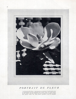 Man Ray 1927 Magnolia Flower Portrait