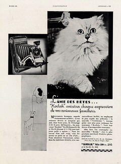 Kodak 1932 Cat