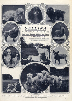 Gallina (Dogs) Ets G. Préaux & Cie 1907 Sighthound, Greyhound, Fox Terrier, French Bulldog, Poodle