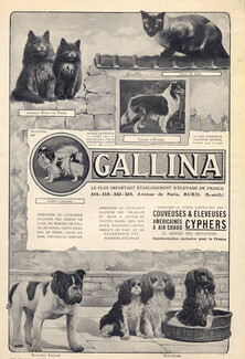 Gallina (Dogs) Ets G. Préaux & Cie 1907 Persian Cat, English Bulldog, Scotland Collie, Siamois...