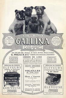 Gallina (Dogs) Ets G. Préaux & Cie 1907 English Bulldog, Incubator Cyphers