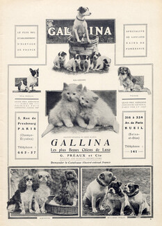 Gallina (Dogs) Ets G. Préaux & Cie 1908 Fox Terrier, French Bulldog, Pekingese Dog, English Bulldog, Bleinheims, Cats