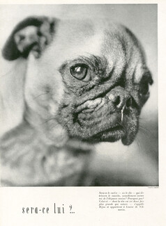Carlin "Bijou" 1947 The pug of Louise de Vilmorin, Photo Crespy