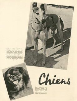 Chiens, 1946 - Pekingese Dog, Poodle, Tekel, Loulou de Pomeranie, Sighthound, Photos André Steiner, 4 pages