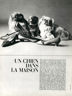 Ferragamo, Christian Dior, Bally, Roger Vivier 1963 Pekingese Dogs, Photos Karen Radkai, 3 pages