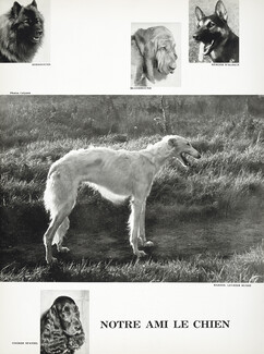 Notre Ami le Chien 1958 Dogs, Barzoi, Cocker, Dogue, Boxer... Photos Colyann, 2 pages