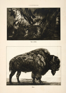 Paul Jouve 1914 Les Animaux de la Jungle, Tigre, Bison