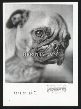 Carlin "Bijou" 1947 The pug of Louise de Vilmorin, Photo Crespy