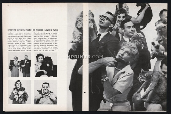 Avedon - Observations on Tender Loving Care 1961 Cats, Pekingese Dog...