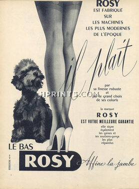 Rosy (Stockings) 1954 Poodle Dog