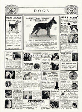 Dogs Adverts 1921 Pekingese Dogs, collie