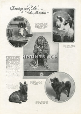 Dogs 1921 "Quelques As de Luxe", Pekingese Dog, Scottish, Chow-chow