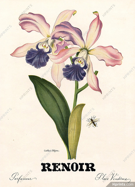 Renoir (Perfumes) 1943 Cattleya Elegans
