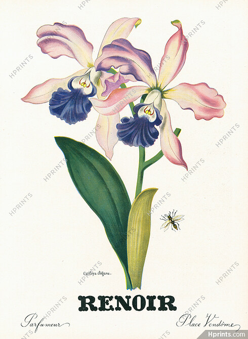 Renoir (Perfumes) 1943 Cattleya Elegans