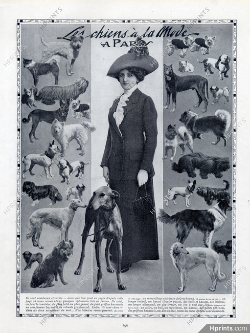 The Fashionable Dogs 1911 Barzoï, French Bulldog, Sky Terrier, Bull, Loulous, Fox, Colley, Pekingese Dog