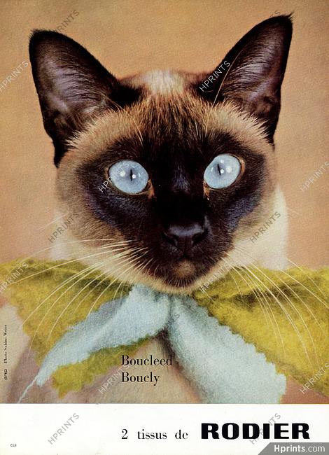 Rodier 1959 Cat, Photo Sabine Weiss