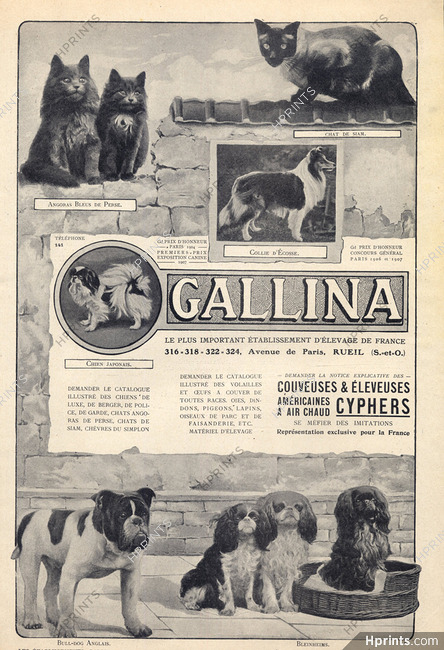 Gallina (Dogs) Ets G. Préaux & Cie 1907 Persian Cat, English Bulldog, Scotland Collie, Siamois...