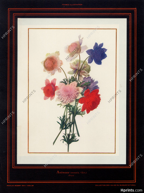 Collection des Velins du Muséum National Nicola Robert Anémone Coronaria (Orient) Flower