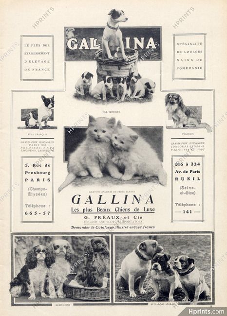 Gallina (Dogs) Ets G. Préaux & Cie 1908 Fox Terrier, French Bulldog, Pekingese Dog, English Bulldog, Bleinheims, Cats
