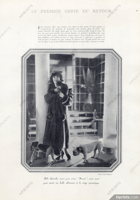 Spinelly (Portrait) 1923 French Bulldog, Photo Paul O'Doyé