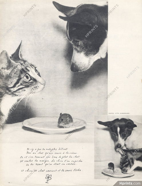 Louise de Vilmorin 1956 "Une souris à la crème", ¨Photo Jytte Bjerregaard