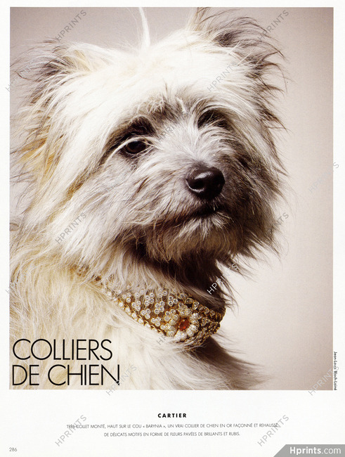 Cartier 1991 Dog, Photo Jean-Louis Bloch-Lainé