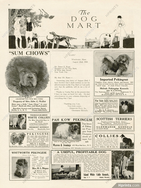 The Dog Mart 1918 Pekingese, Scottish, Collie, Sum Chows dogs
