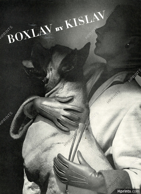 Kislav 1945 Boxer Dog