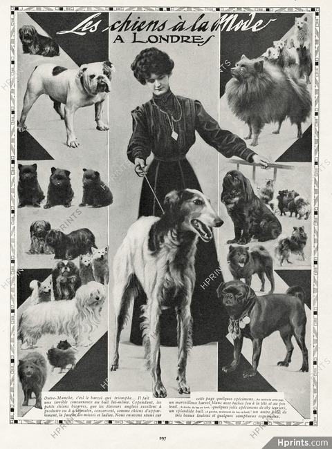 The Fashionable Dogs 1911 Barzoï, English Bulldog, Sky Terrier, Bull, Loulous, Esquimaux, Pekingese Dog