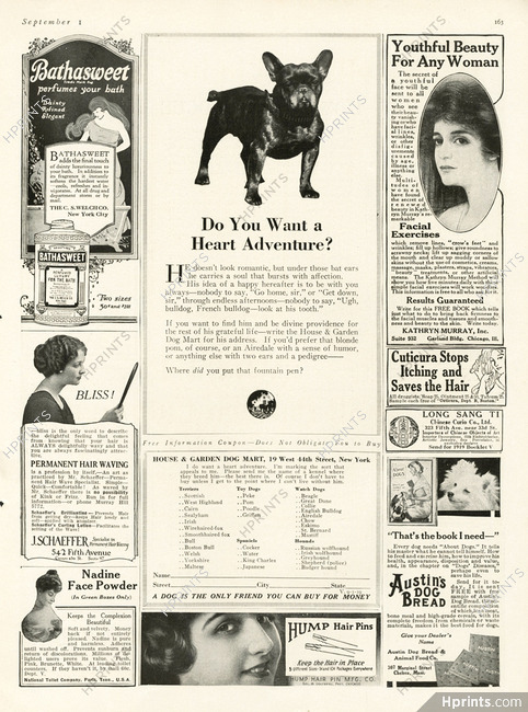 French Bulldog 1915
