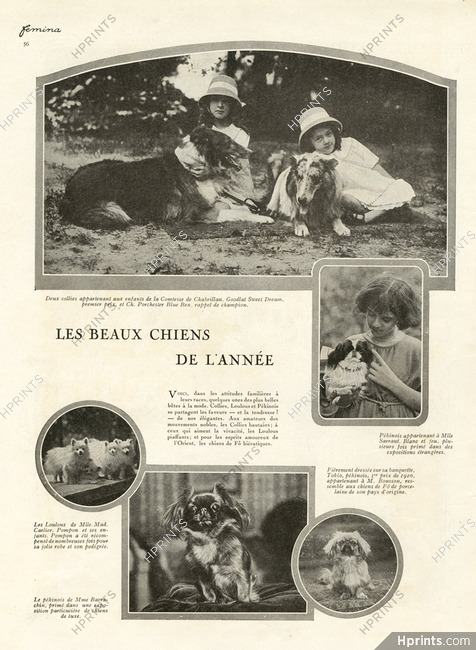 Les Beaux Chiens de l'Année 1920 Collies, Pekingese Dog, Loulou