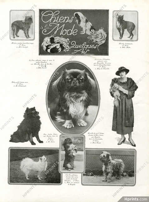 Dogs 1920 "Chiens à la Mode" Pekinois, Griffon, Loulou