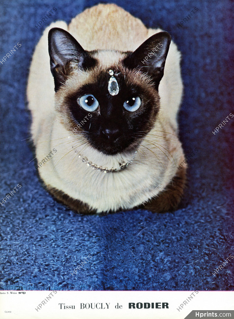 Rodier 1958 Jewels, Siamese Cat, Photo Sabine Weiss