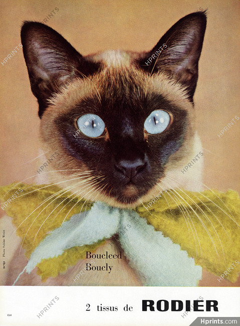 Rodier 1959 Cat, Photo Sabine Weiss