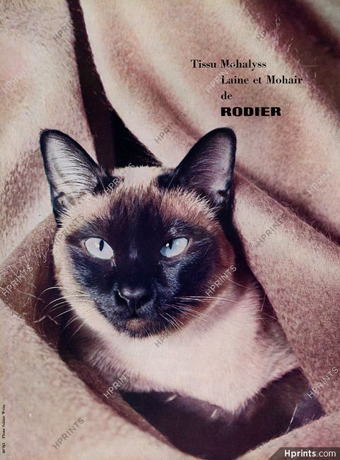Rodier (Fabric) 1959 Cat, Photo Sabine Weiss