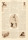 Telle Maîtresse, Tel Chien, 1914 - Pekingese dog, Sky terrier, Toy Spaniel, Chow chow, Loulou, French Bulldog, Poodle... Victor Lhuer